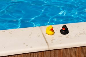 piscine canard